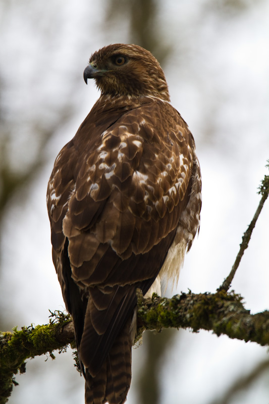 Red-Tailed Hawk